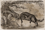 Individual 4 ud Rectangular leopard in sepia river