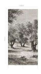 Olive trees - adhesive vinyl textile mural